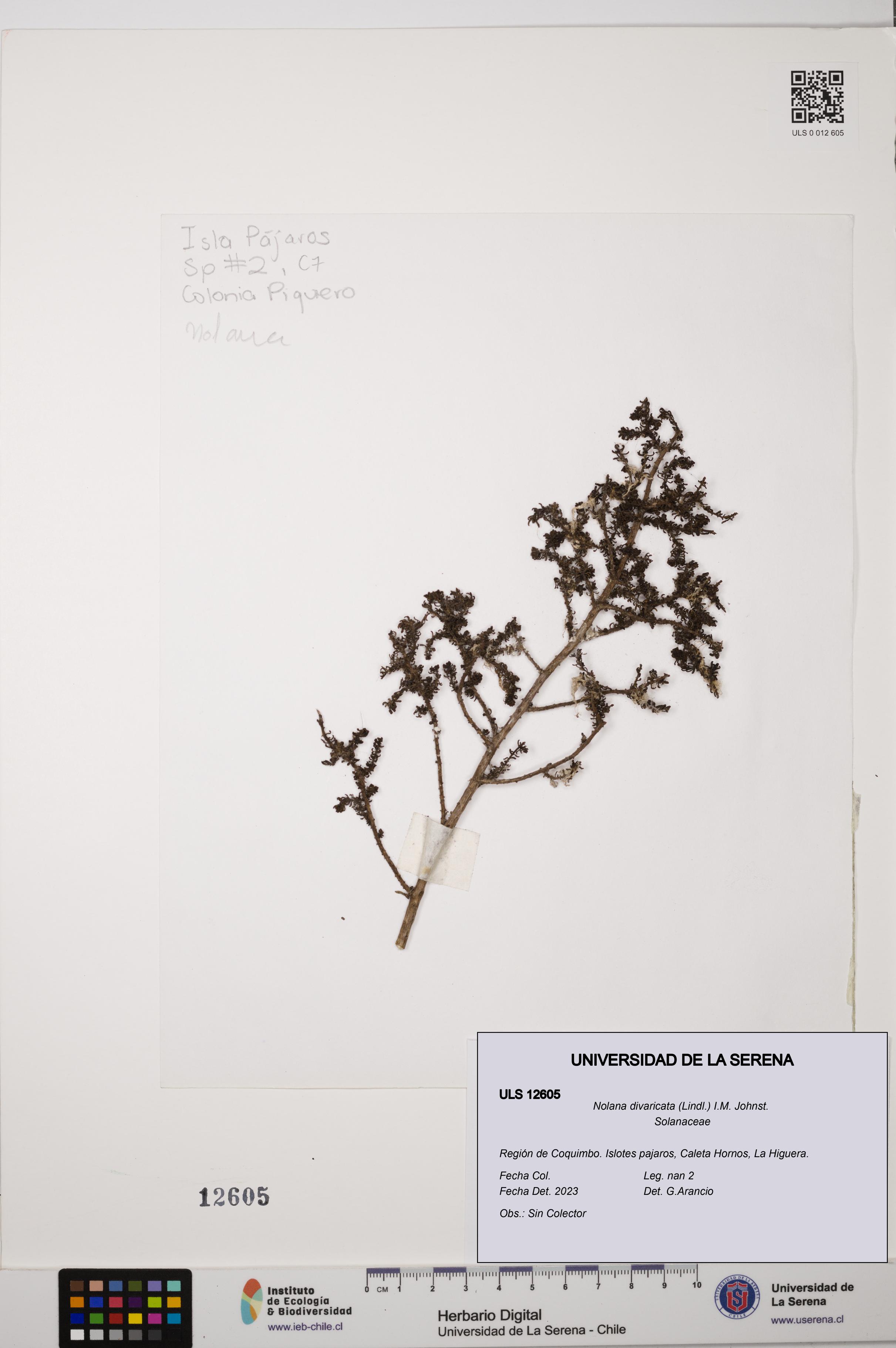 Nolana divaricata [Espécimen: ULS:ULS:0012605]