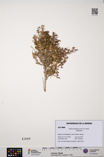 Nolana divaricata [Espécimen: ULS:ULS:0012609]