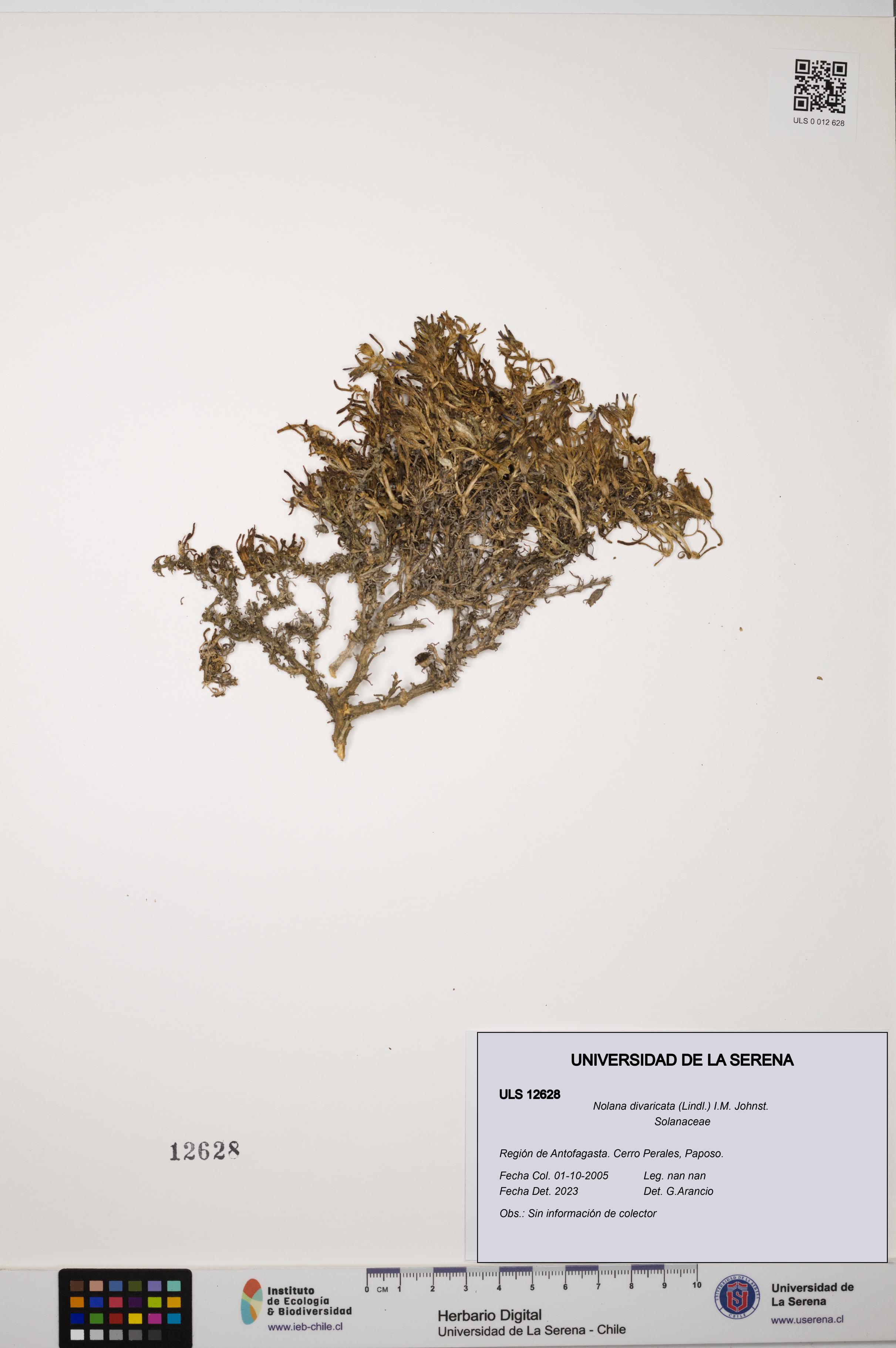 Nolana divaricata [Espécimen: ULS:ULS:0012628]