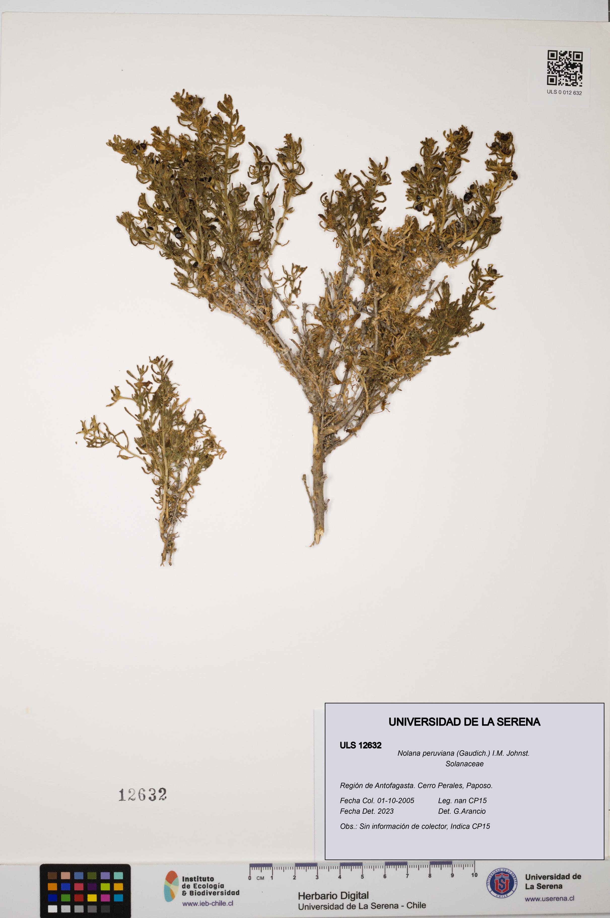 Nolana peruviana [Espécimen: ULS:ULS:0012632]