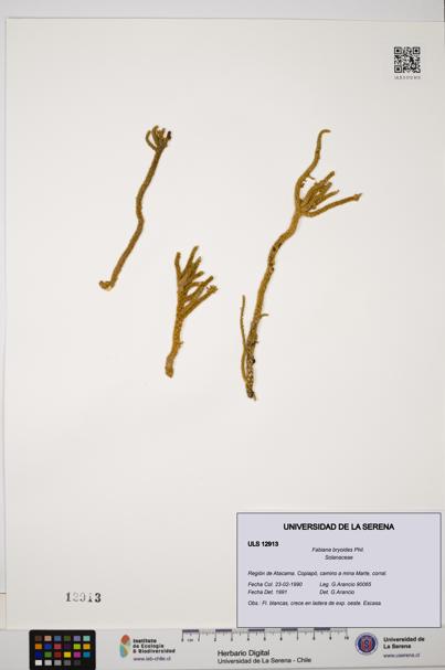 Fabiana bryoides [Espécimen: ULS:ULS:0012913]