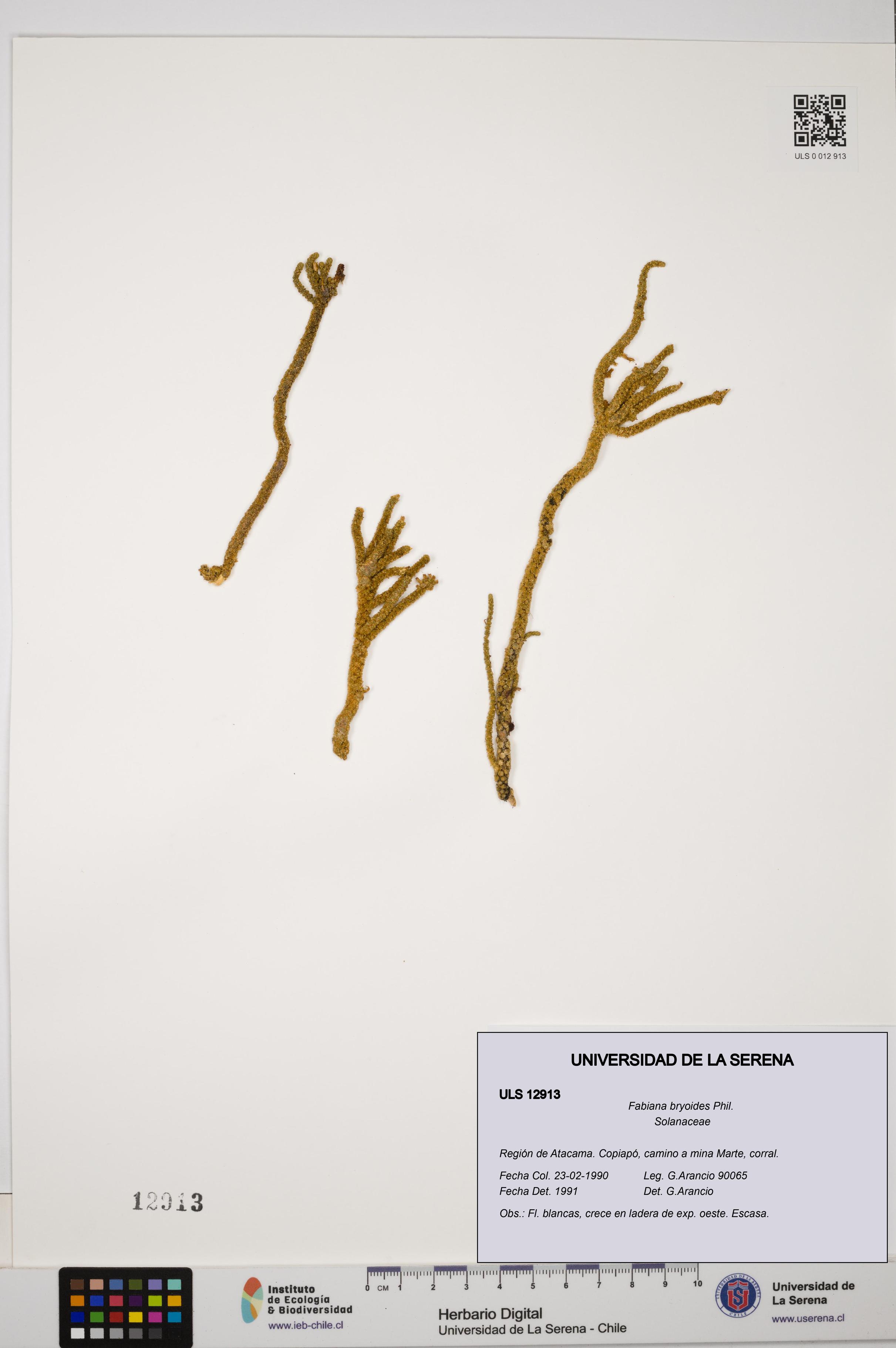 Fabiana bryoides [Espécimen: ULS:ULS:0012913]