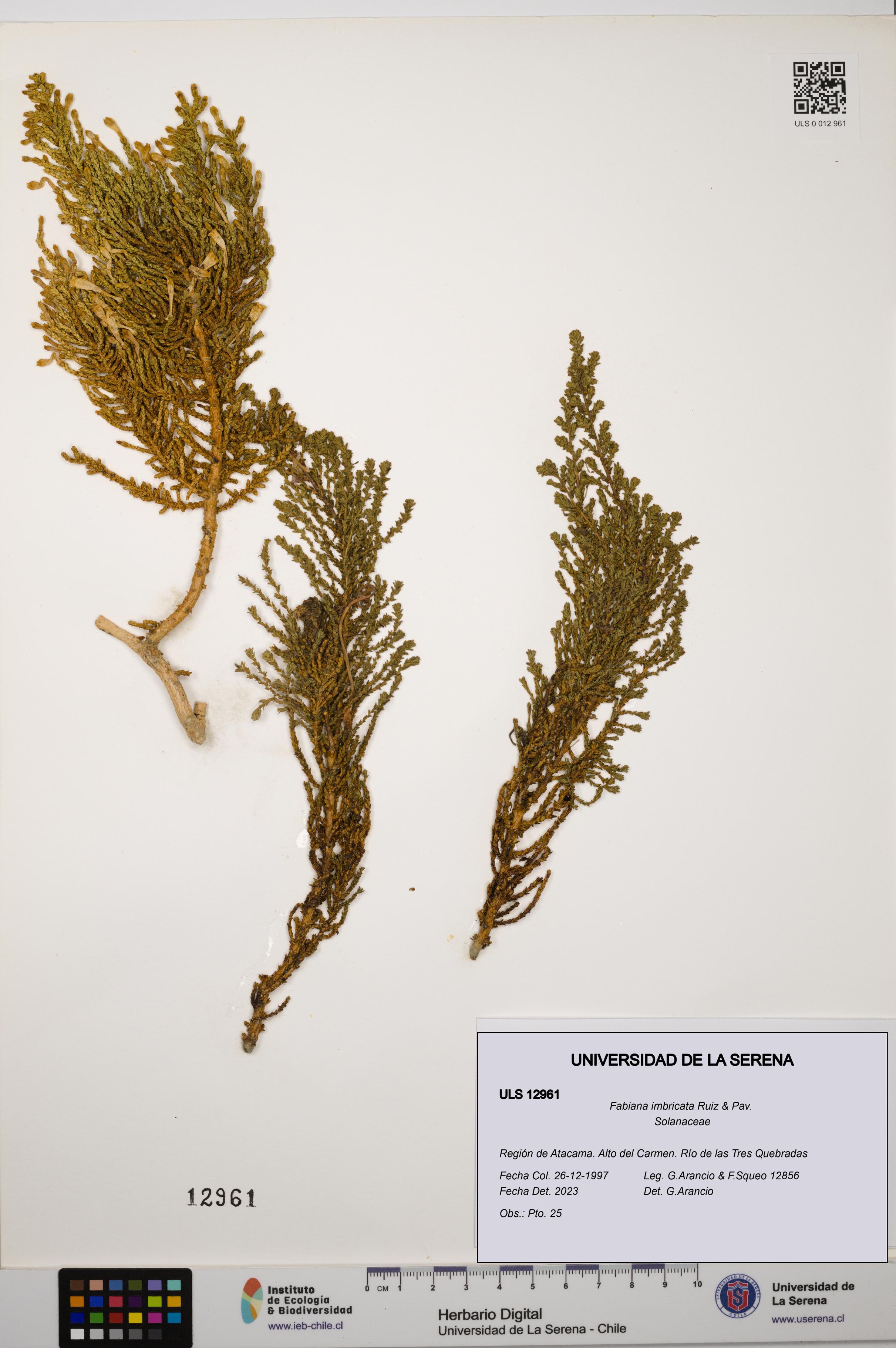 Fabiana imbricata [Espécimen: ULS:ULS:0012961]