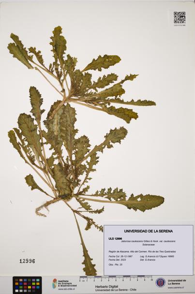 Jaborosa caulescens [Espécimen: ULS:ULS:0012996]