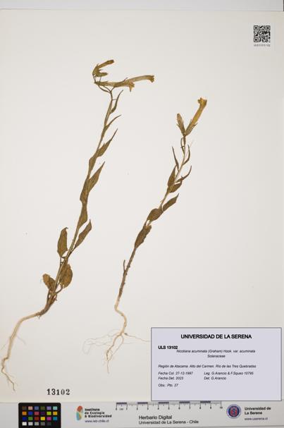 Nicotiana acuminata [Espécimen: ULS:ULS:0013102]