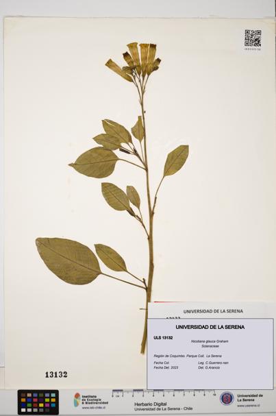 Nicotiana glauca [Espécimen: ULS:ULS:0013132]