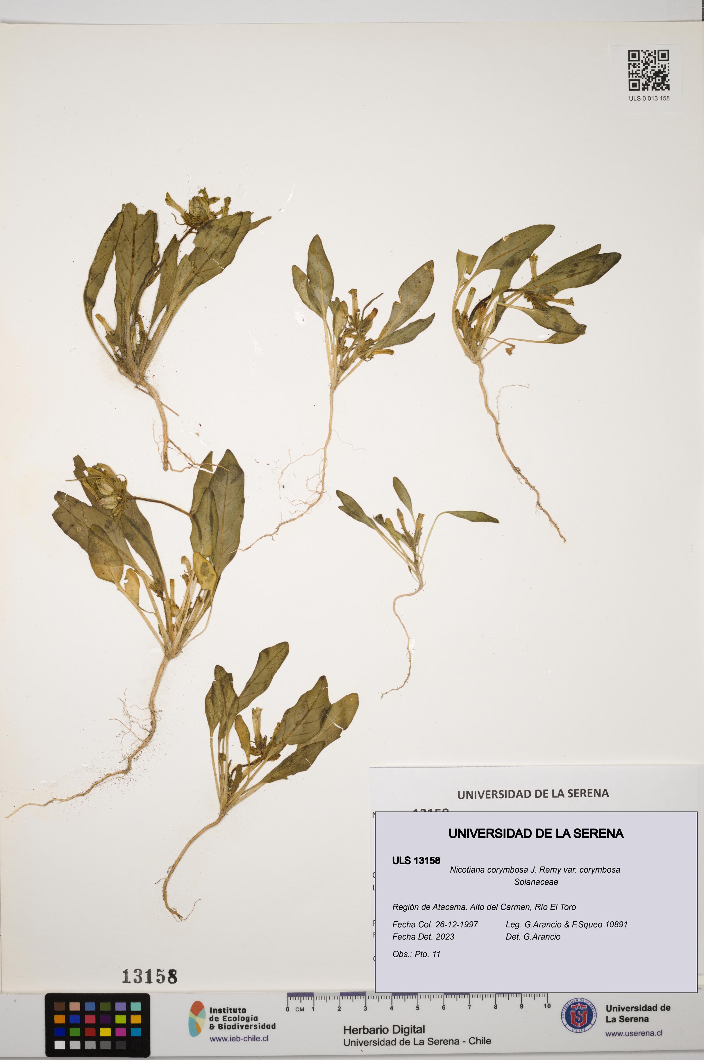 Nicotiana corymbosa var. corymbosa [Espécimen: ULS:ULS:0013158]