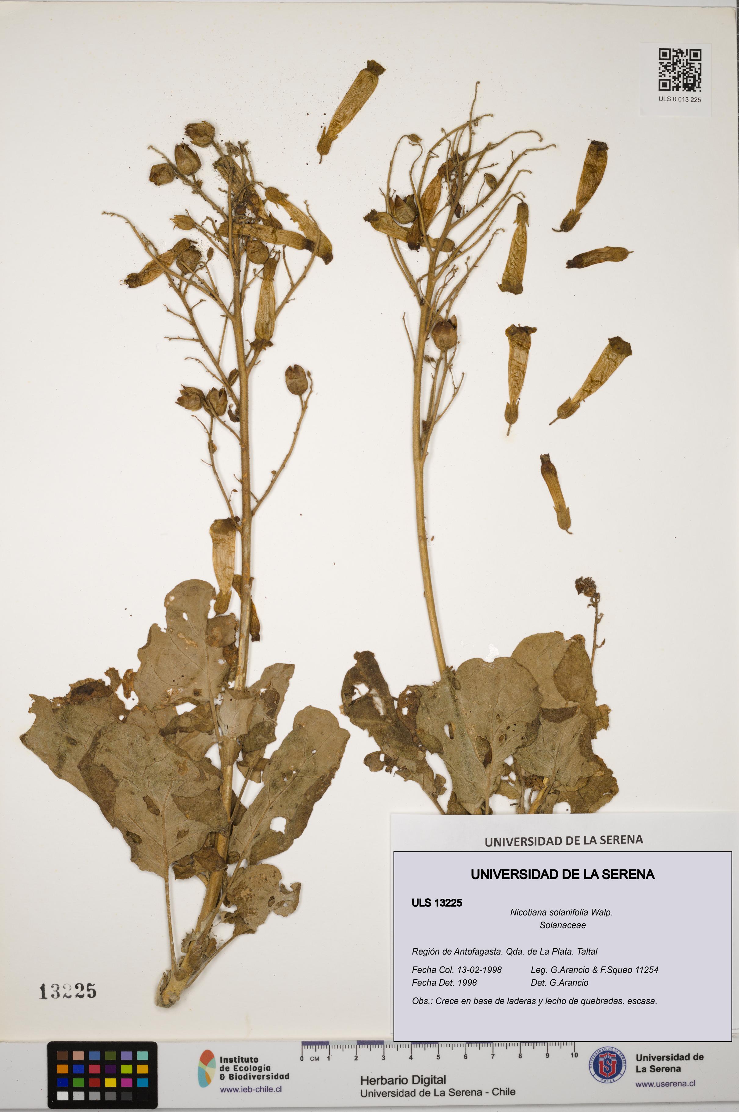 Nicotiana solanifolia [Espécimen: ULS:ULS:0013225]