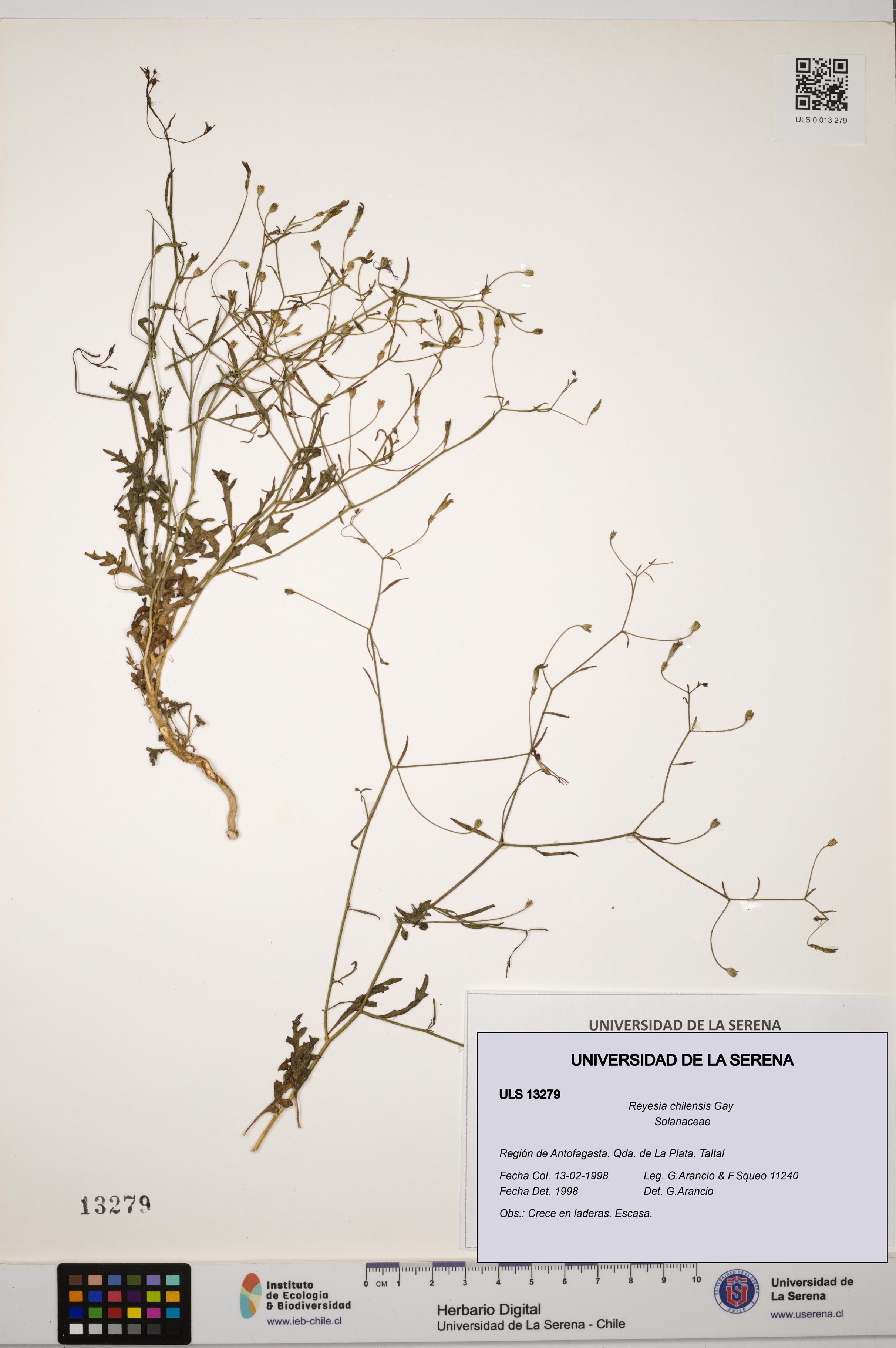 Reyesia chilensis [Espécimen: ULS:ULS:0013279]