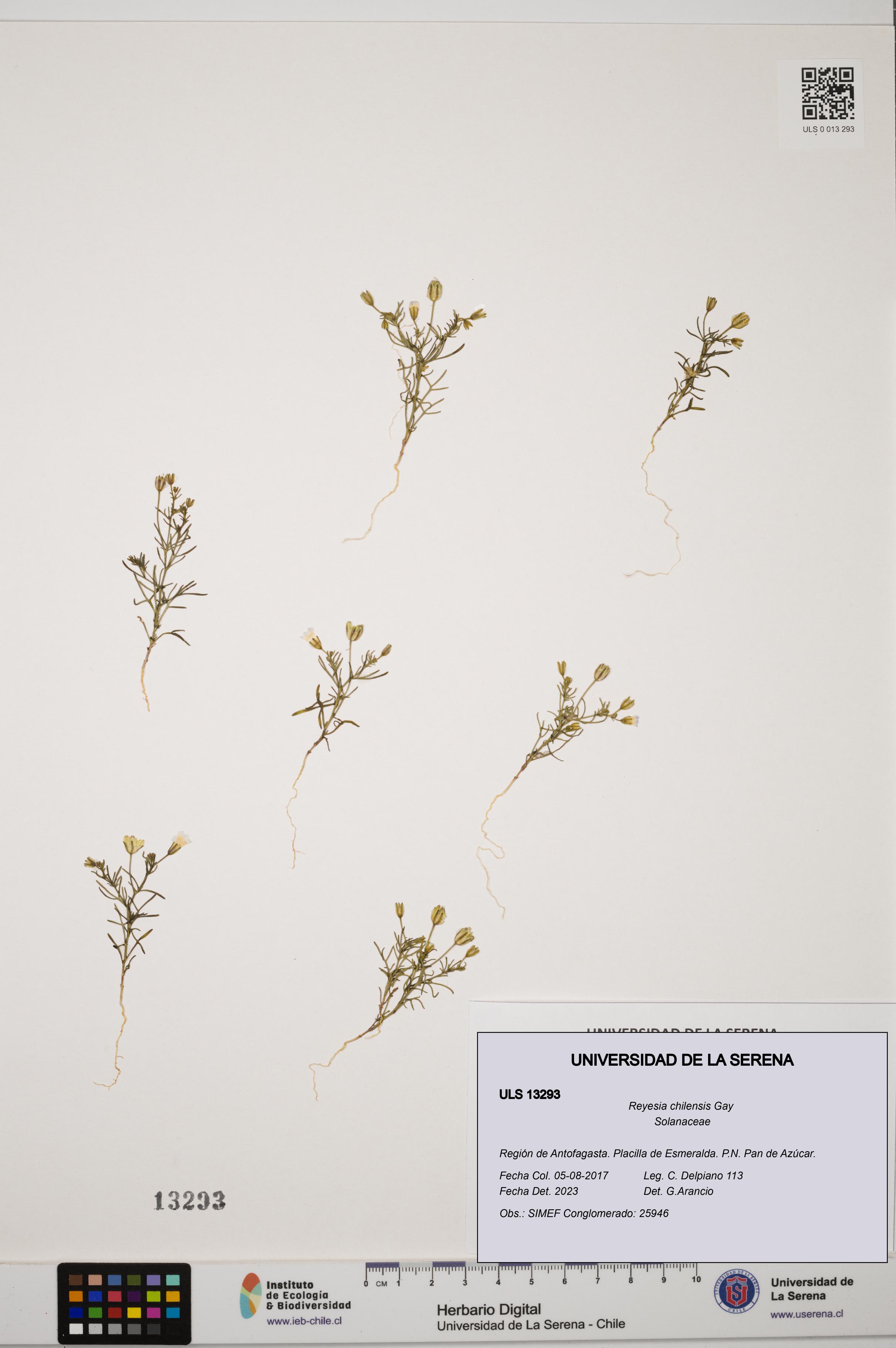 Reyesia chilensis [Espécimen: ULS:ULS:0013293]