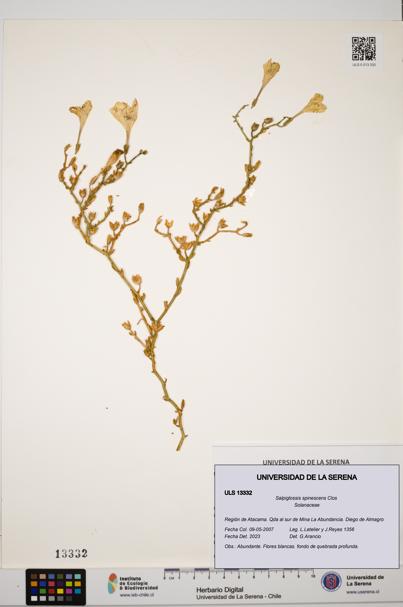 Salpiglossis spinescens [Espécimen: ULS:ULS:0013332]