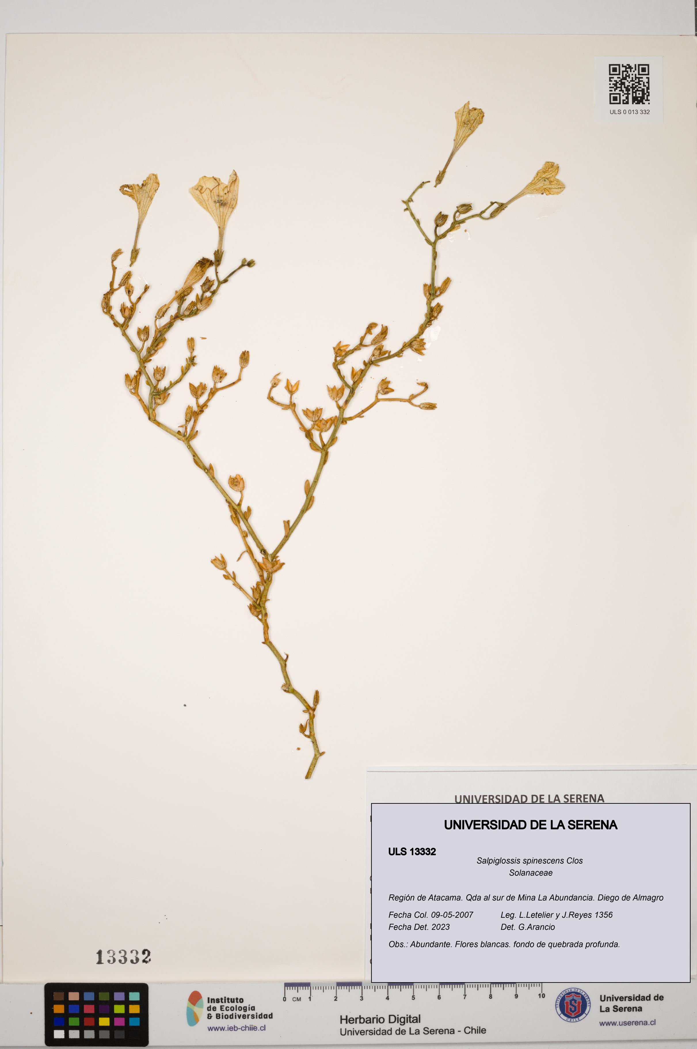 Salpiglossis spinescens [Espécimen: ULS:ULS:0013332]