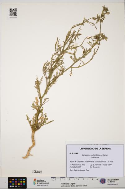 Schizanthus hookeri [Espécimen: ULS:ULS:0013380]
