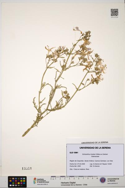 Schizanthus hookeri [Espécimen: ULS:ULS:0013381]