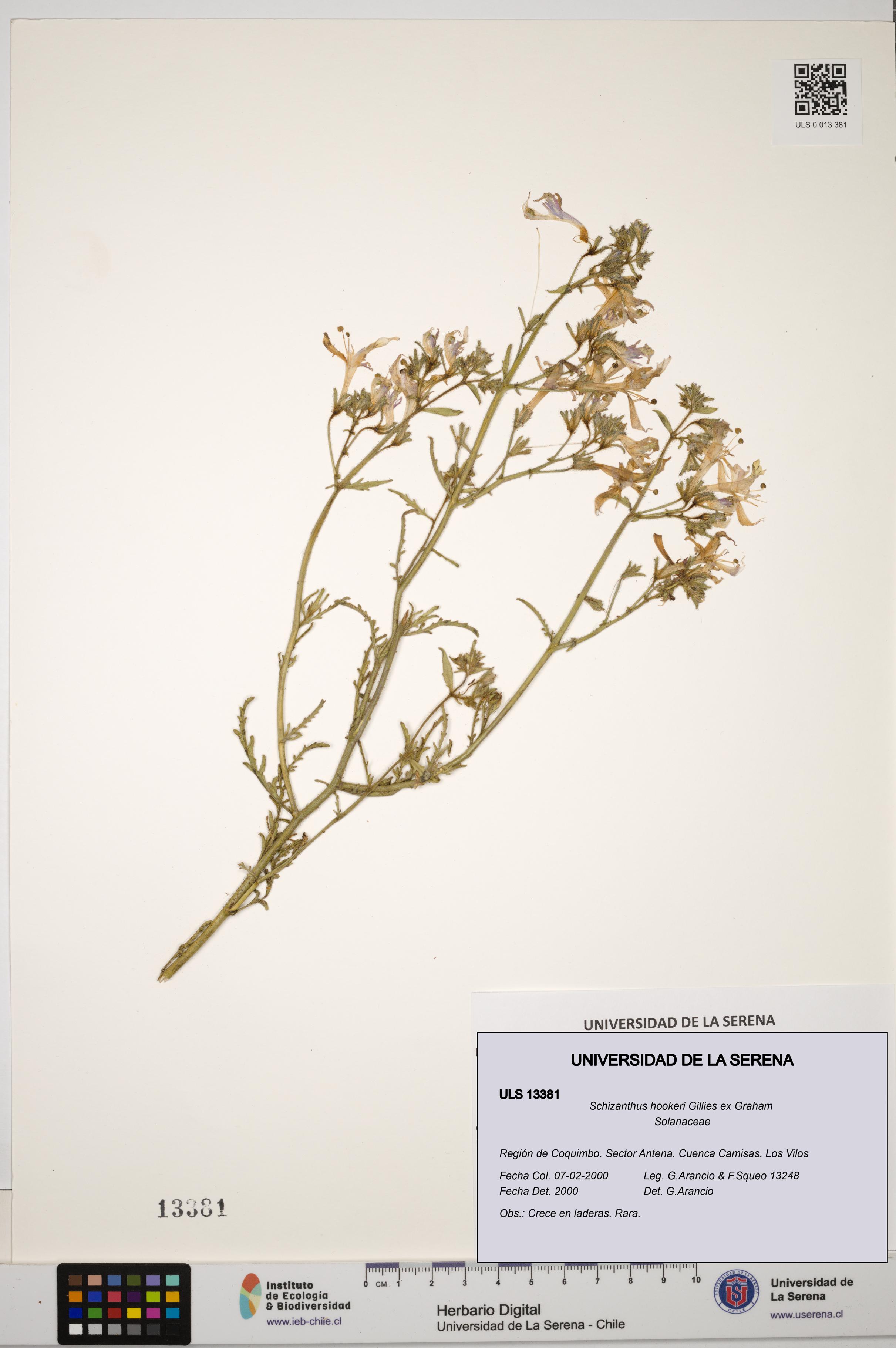 Schizanthus hookeri [Espécimen: ULS:ULS:0013381]