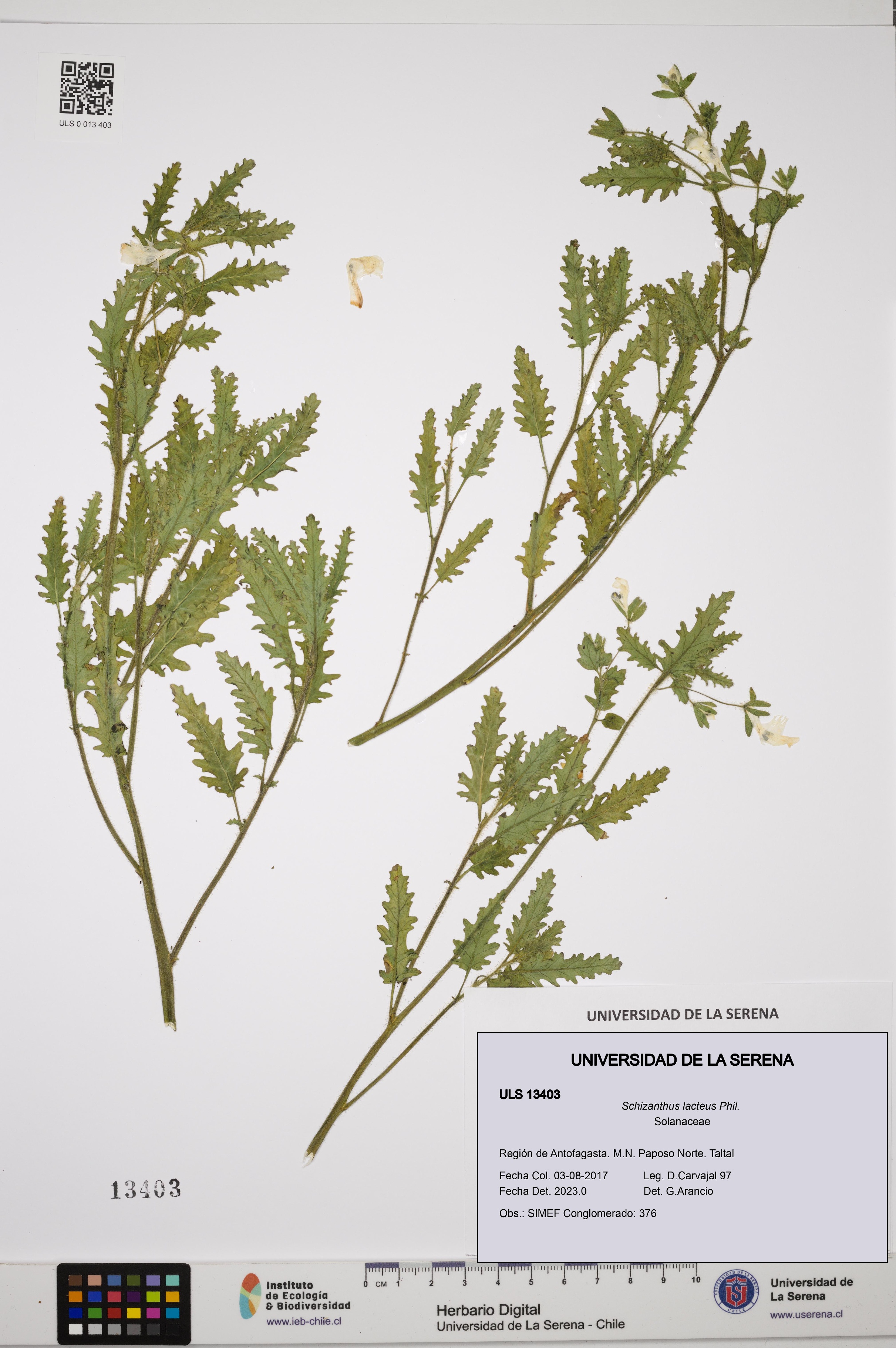 Schizanthus lacteus [Espécimen: ULS:ULS:0013403]