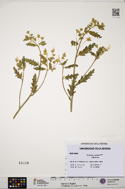 Schizanthus lacteus [Espécimen: ULS:ULS:0013404]