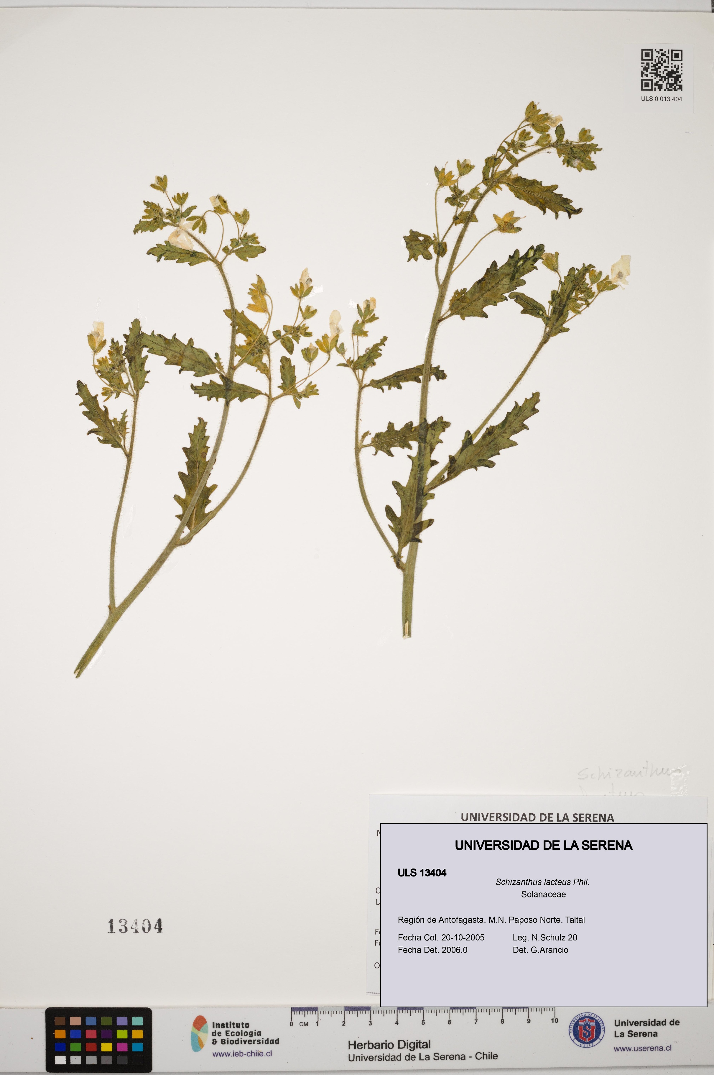 Schizanthus lacteus [Espécimen: ULS:ULS:0013404]