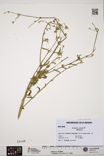 Schizanthus lacteus [Espécimen: ULS:ULS:0013405]