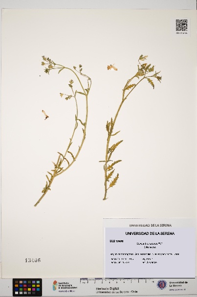 Schizanthus lacteus [Espécimen: ULS:ULS:0013406]