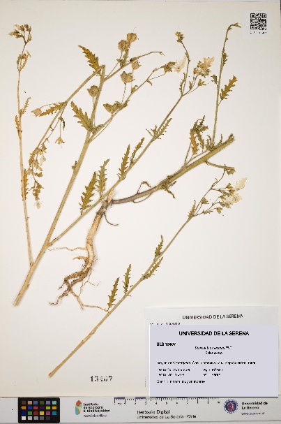 Schizanthus lacteus [Espécimen: ULS:ULS:0013407]