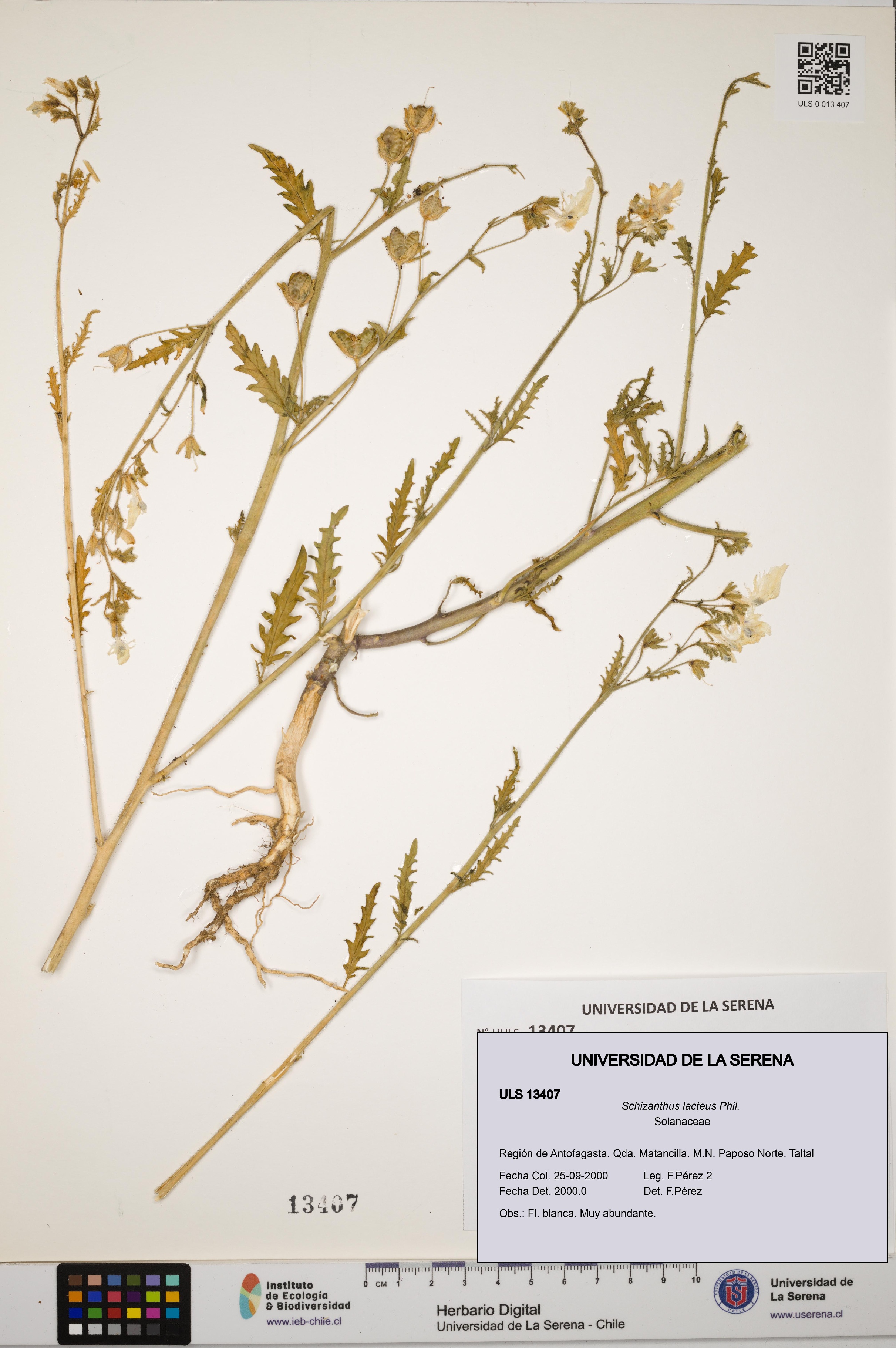 Schizanthus lacteus [Espécimen: ULS:ULS:0013407]