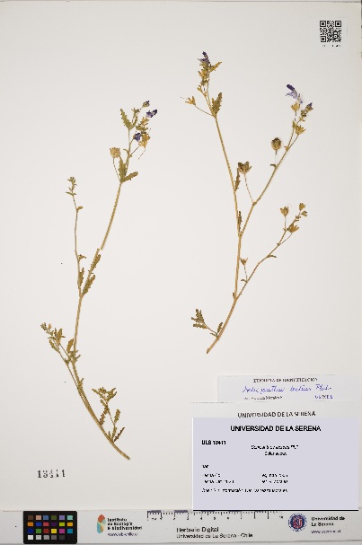Schizanthus lacteus [Espécimen: ULS:ULS:0013411]
