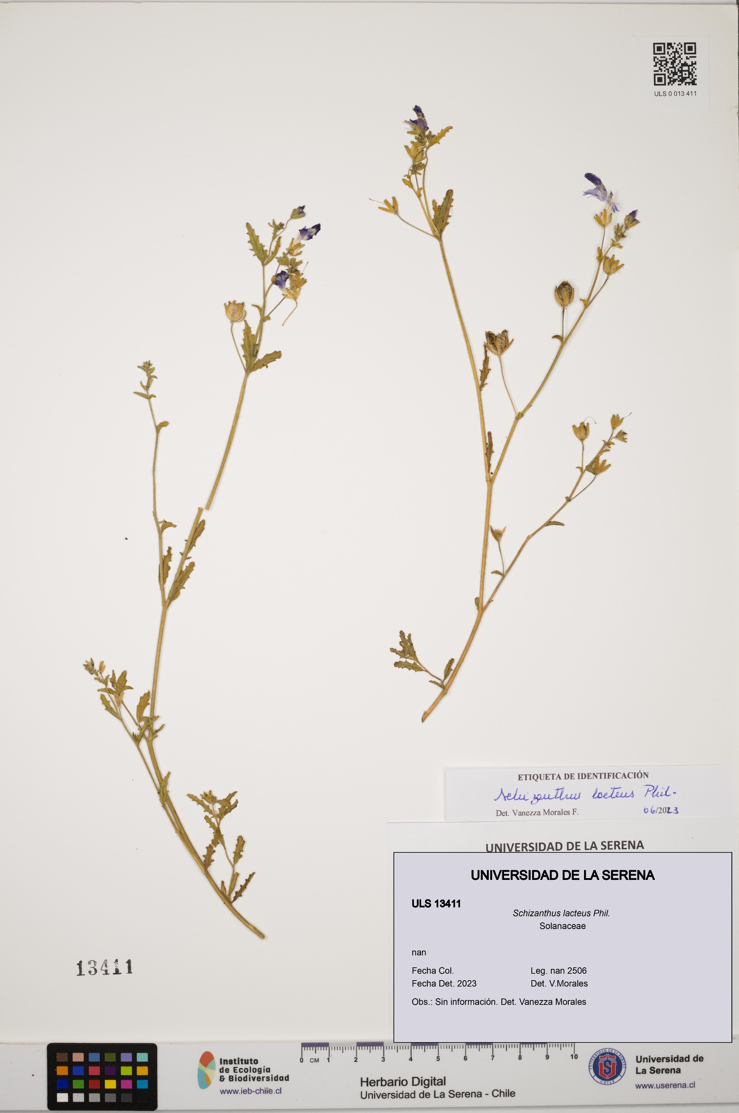 Schizanthus lacteus [Espécimen: ULS:ULS:0013411]