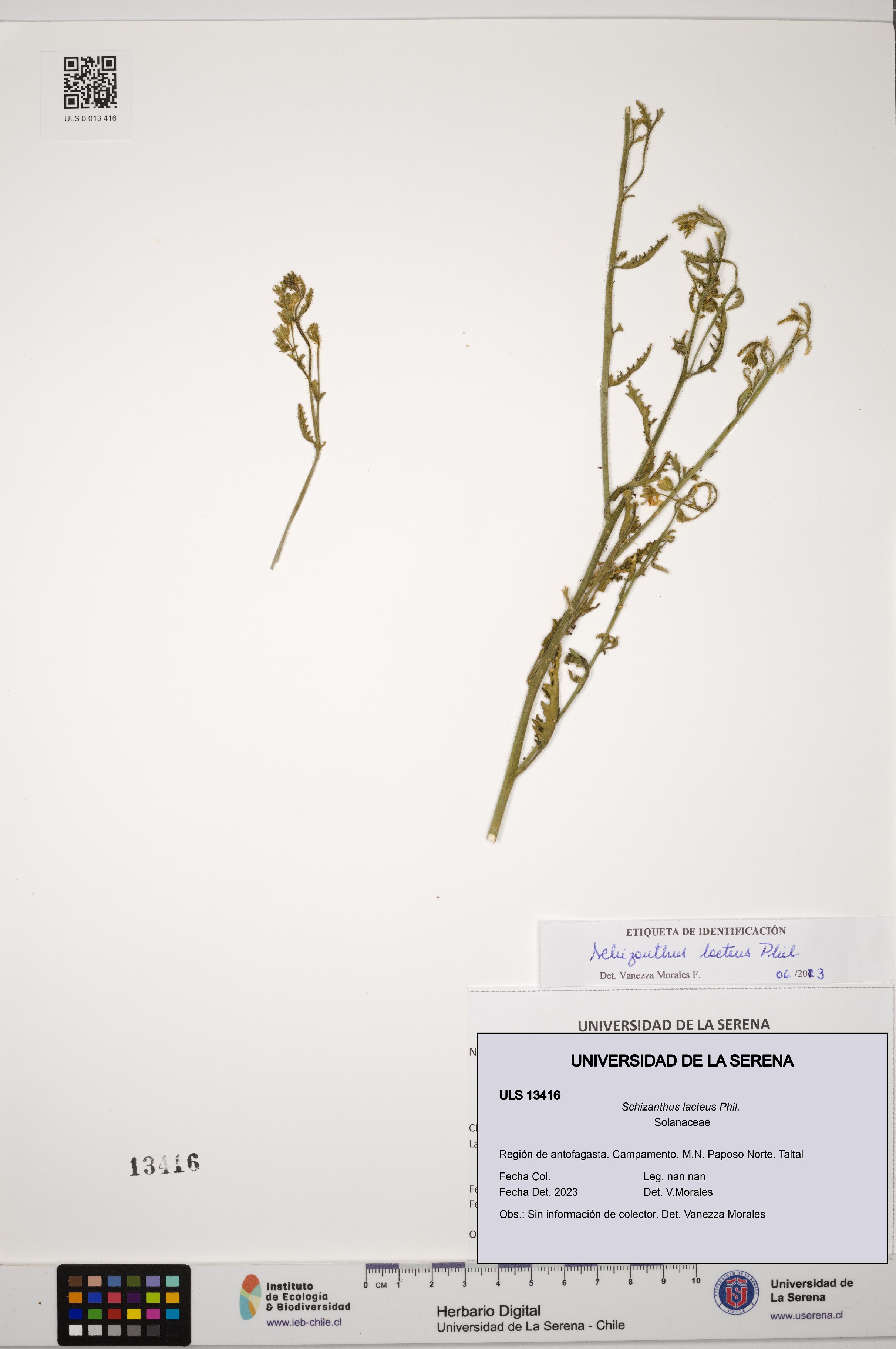 Schizanthus lacteus [Espécimen: ULS:ULS:0013416]