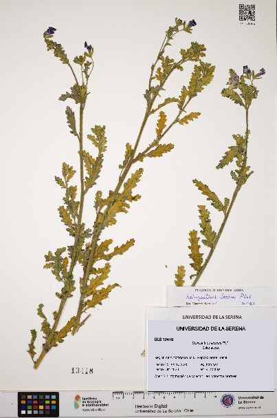 Schizanthus lacteus [Espécimen: ULS:ULS:0013418]