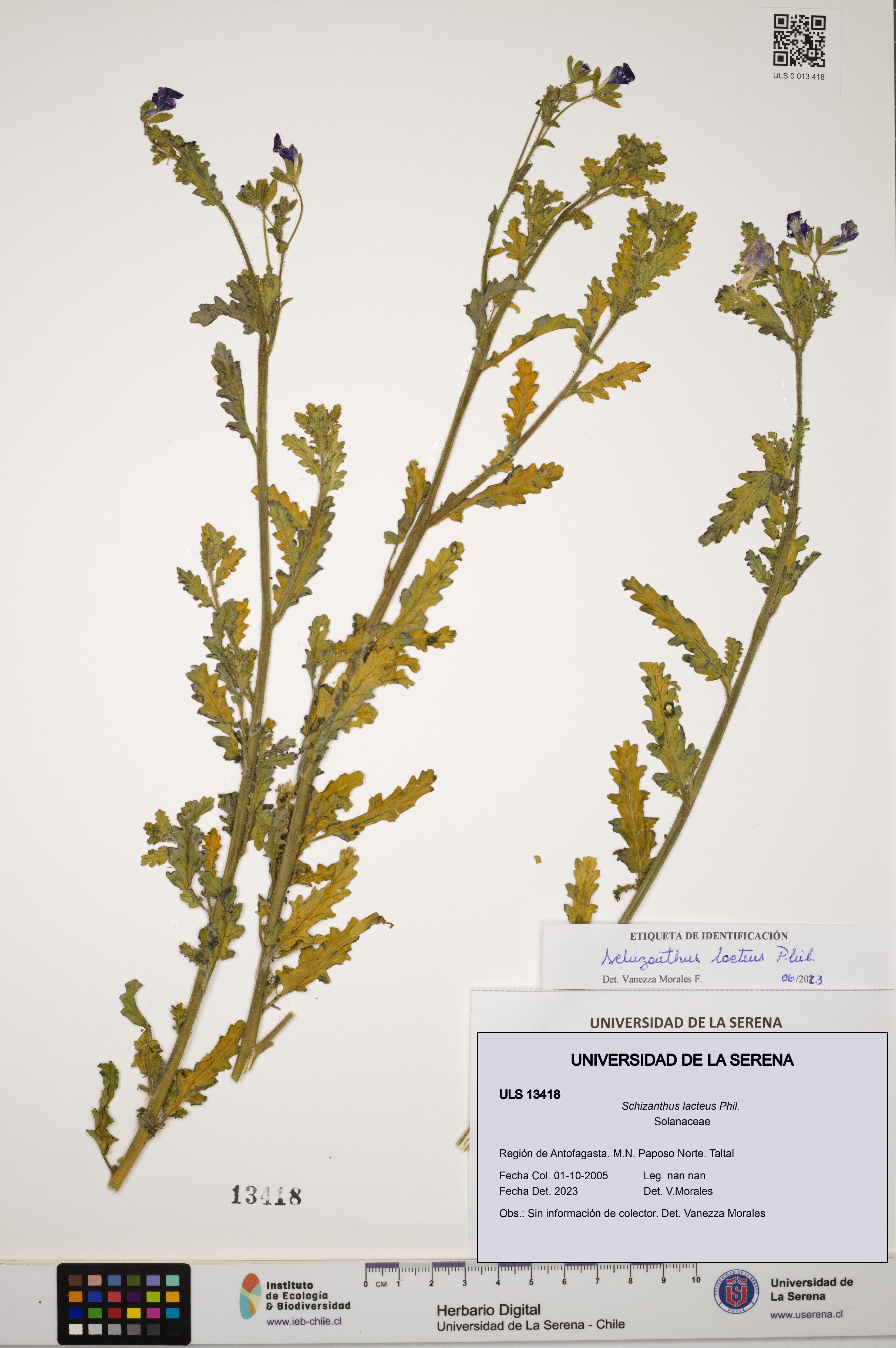 Schizanthus lacteus [Espécimen: ULS:ULS:0013418]