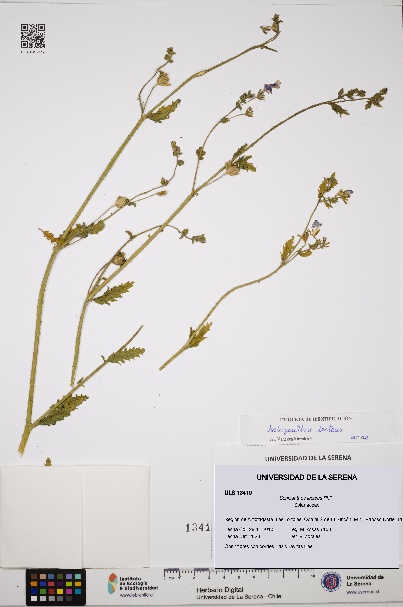 Schizanthus lacteus [Espécimen: ULS:ULS:0013419]