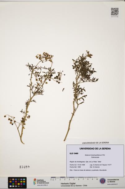 Solanum brachyantherum [Espécimen: ULS:ULS:0013480]