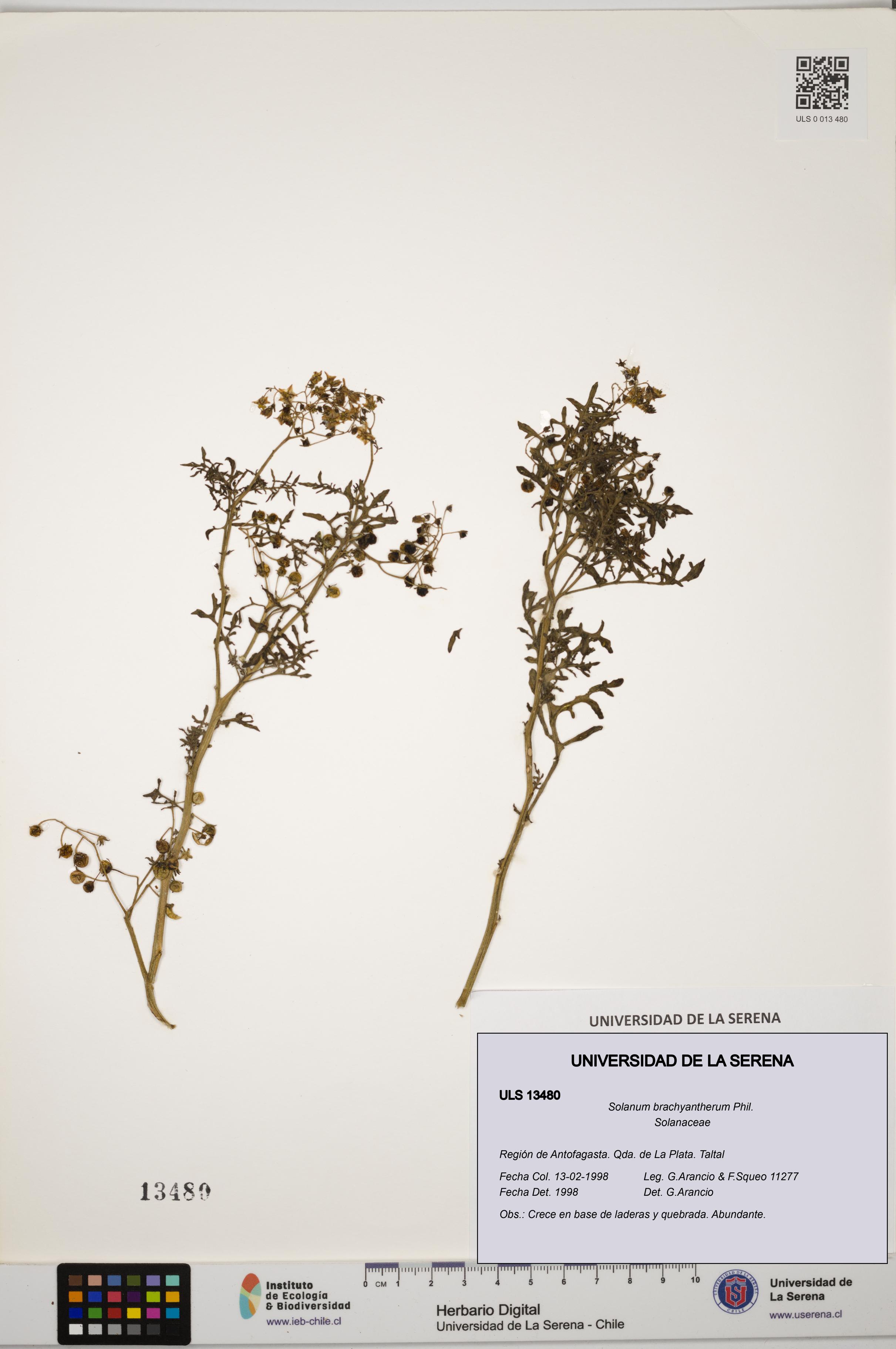 Solanum brachyantherum [Espécimen: ULS:ULS:0013480]