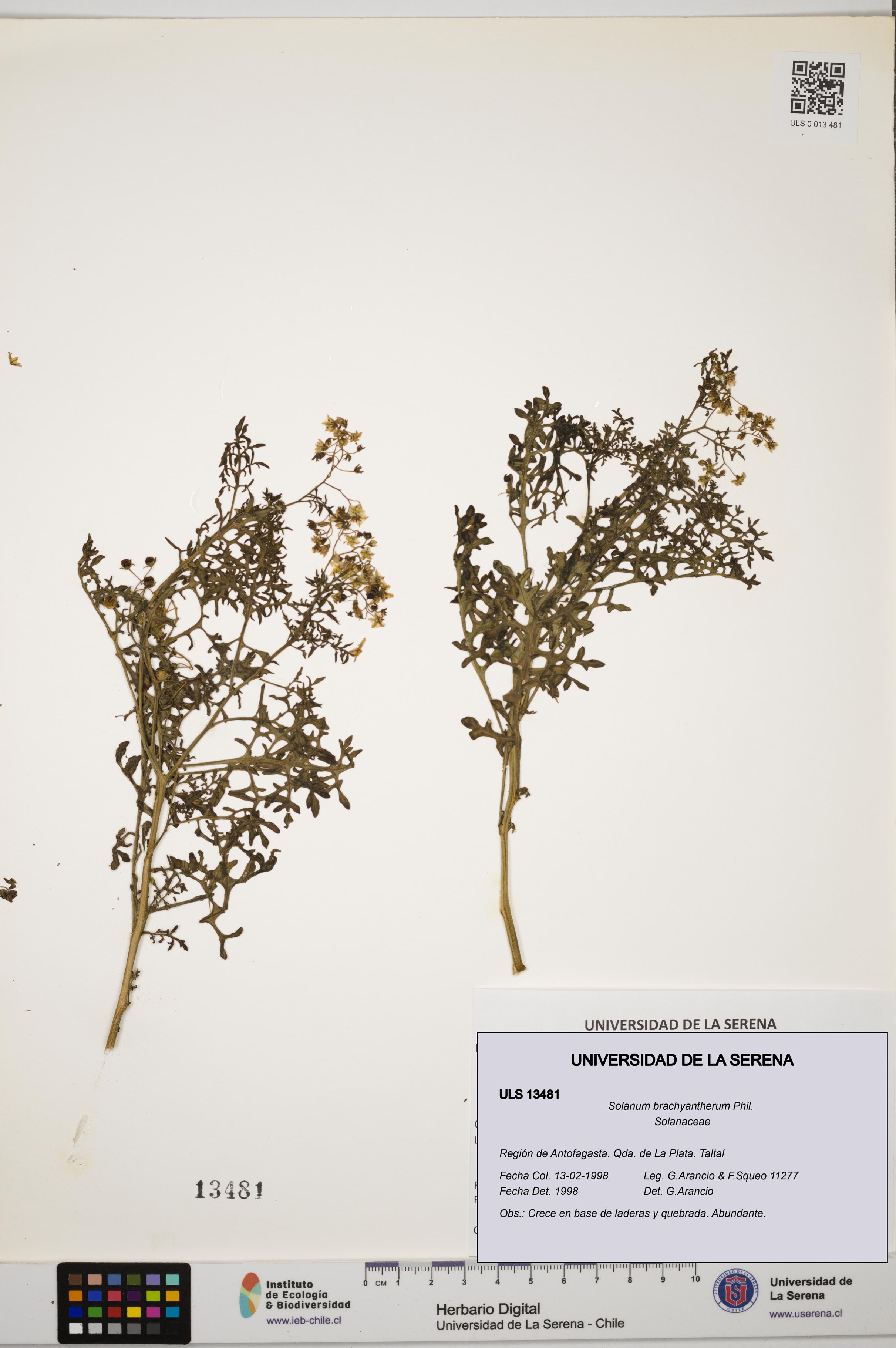 Solanum brachyantherum [Espécimen: ULS:ULS:0013481]
