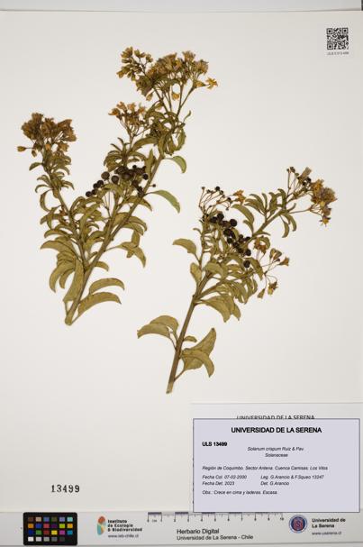 Solanum crispum [Espécimen: ULS:ULS:0013499]