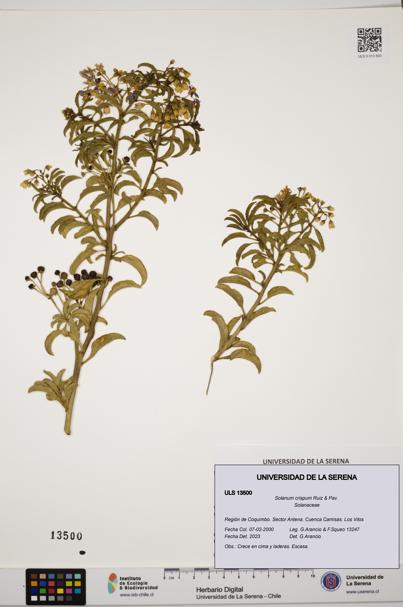Solanum crispum [Espécimen: ULS:ULS:0013500]