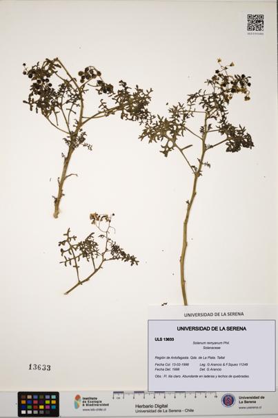 Solanum remyanum [Espécimen: ULS:ULS:0013633]