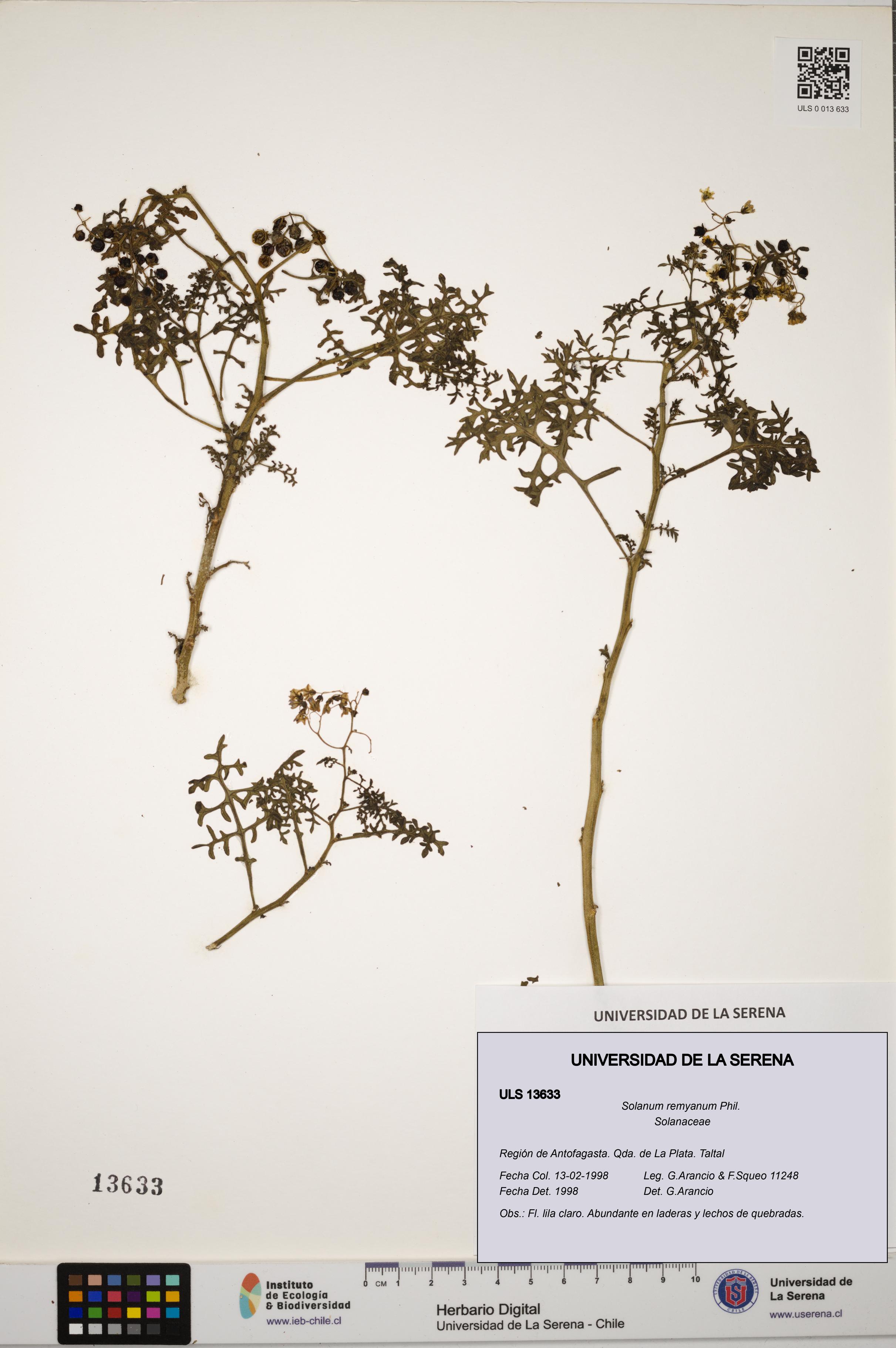 Solanum remyanum [Espécimen: ULS:ULS:0013633]
