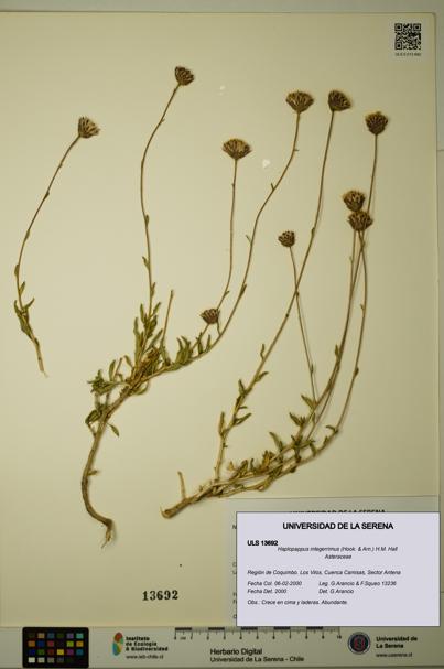 Haplopappus integerrimus [Espécimen: ULS:ULS:0013692]