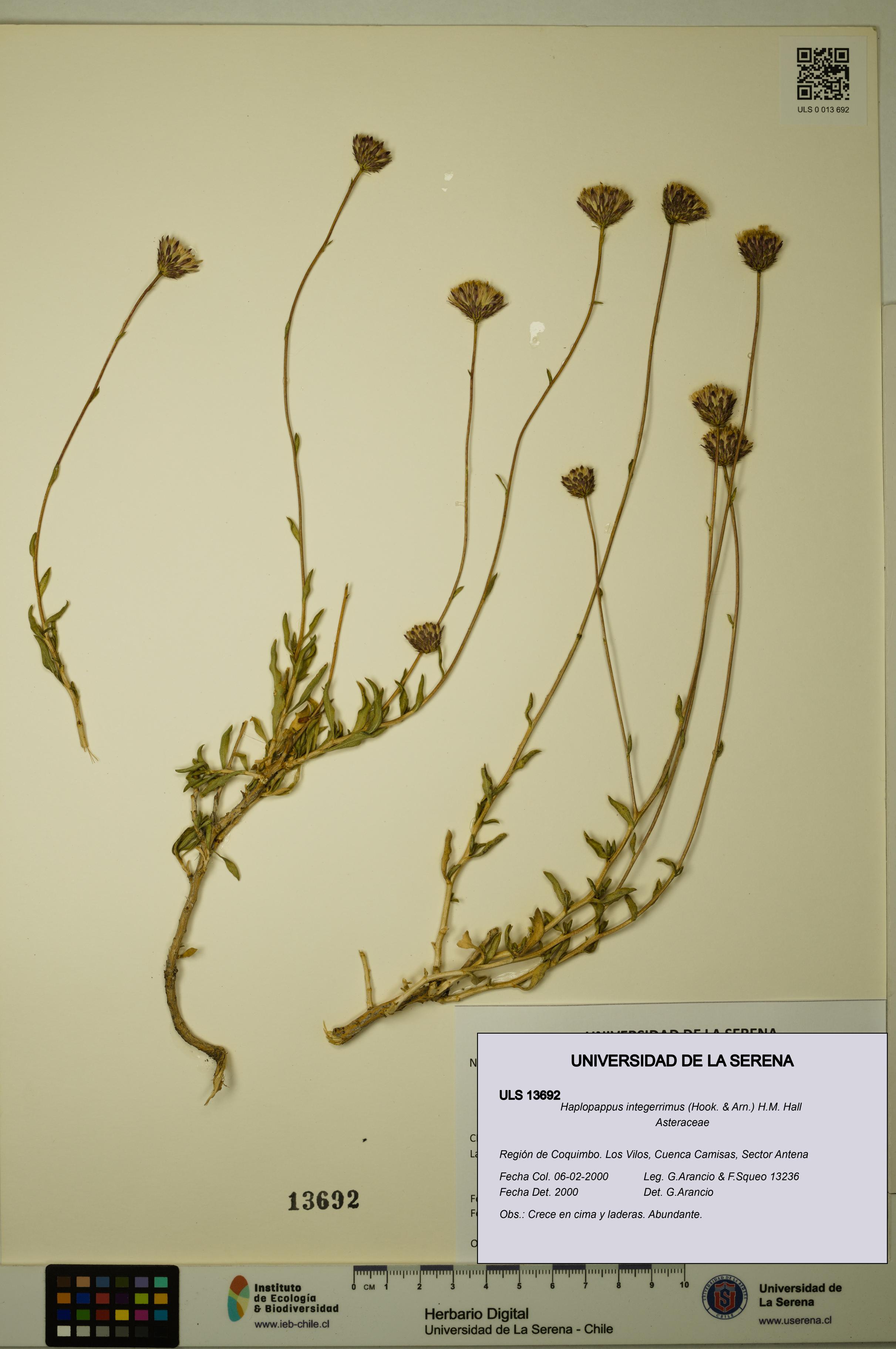 Haplopappus integerrimus [Espécimen: ULS:ULS:0013692]