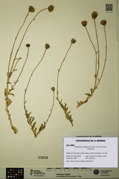 Haplopappus integerrimus [Espécimen: ULS:ULS:0013693]
