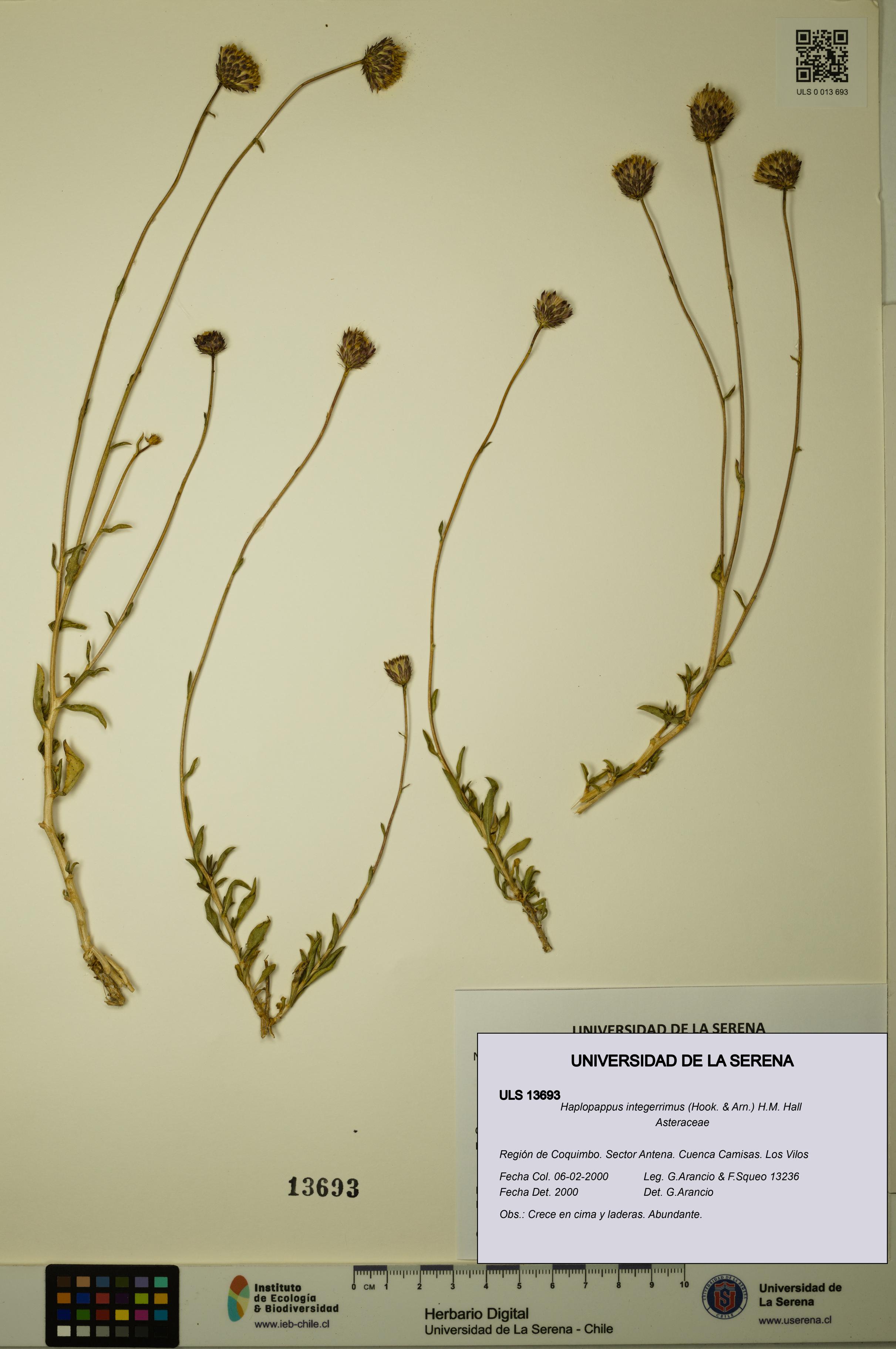 Haplopappus integerrimus [Espécimen: ULS:ULS:0013693]
