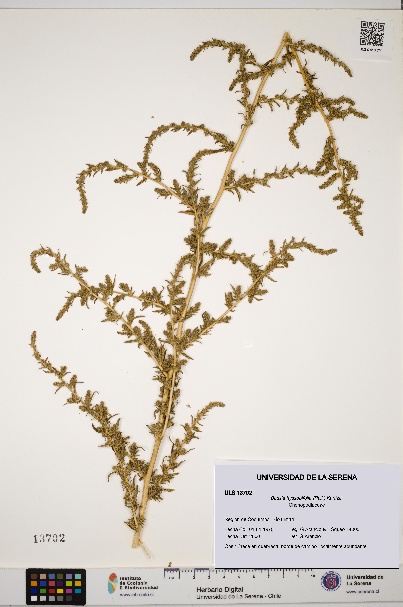 Bassia hyssopifolia [Espécimen: ULS:ULS:0013702]
