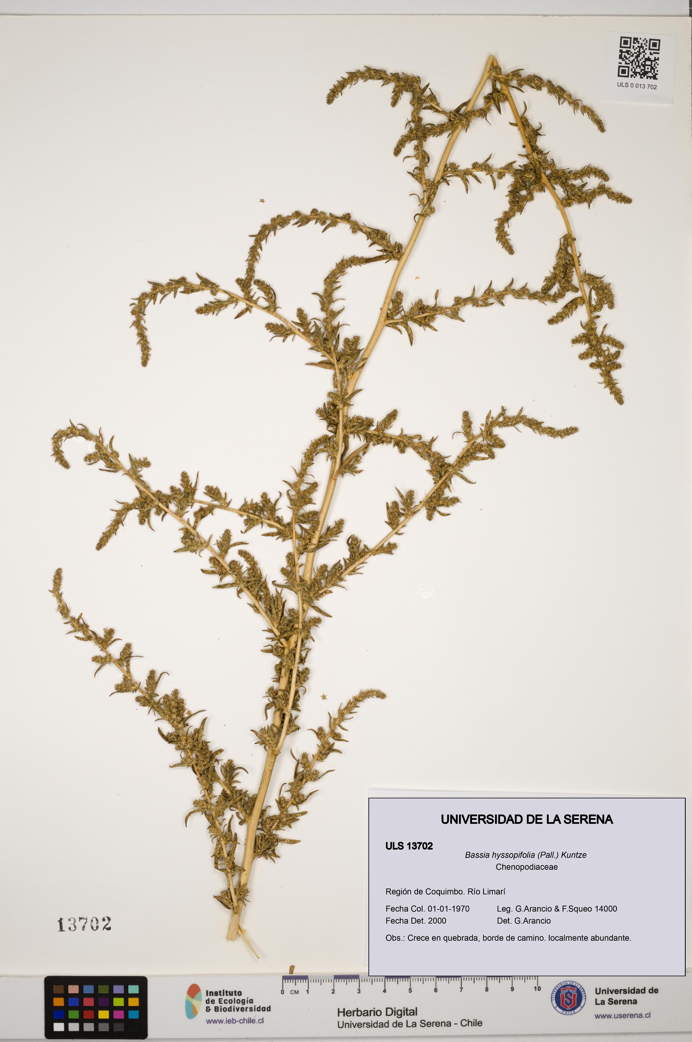 Bassia hyssopifolia [Espécimen: ULS:ULS:0013702]