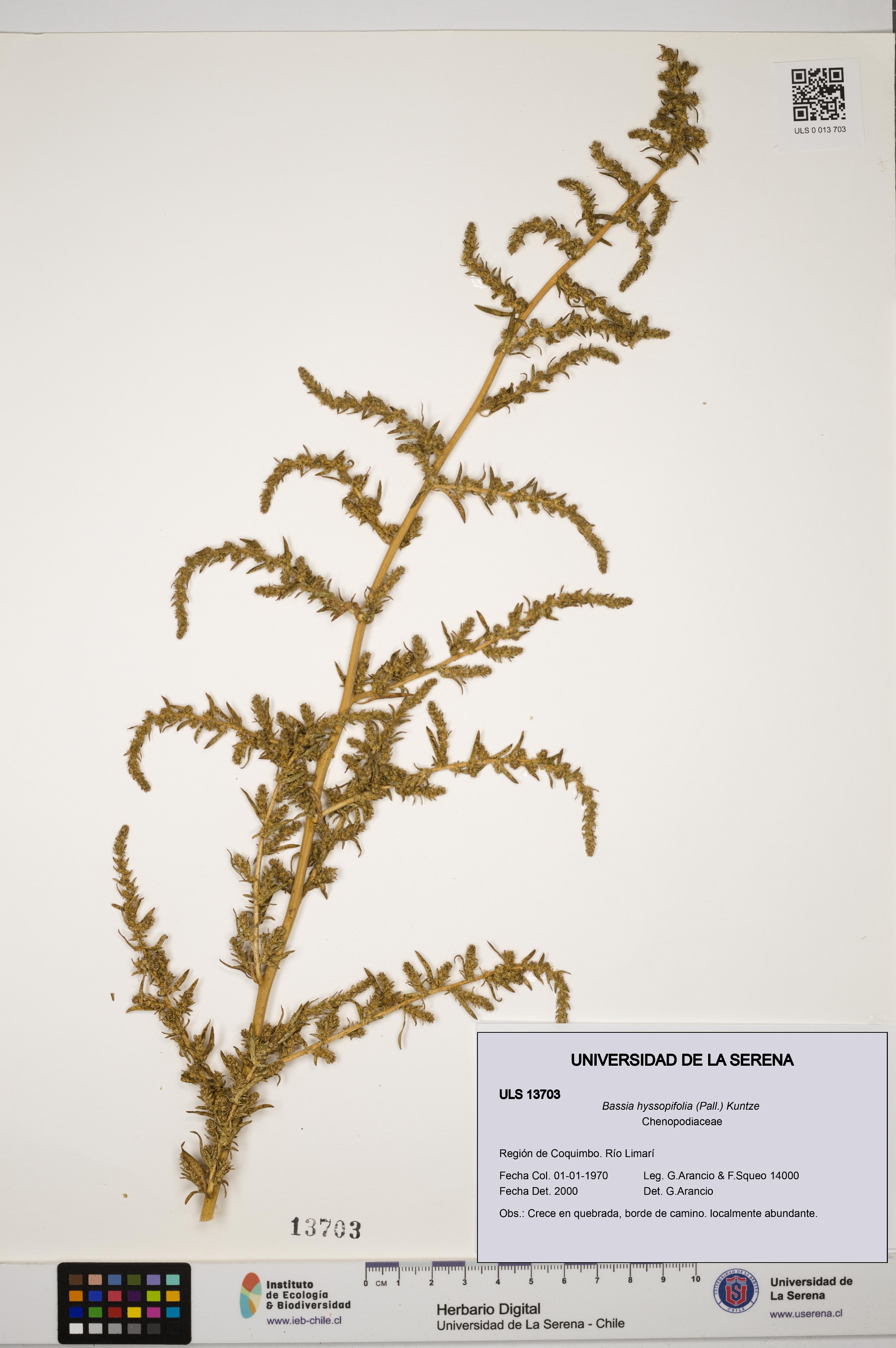 Bassia hyssopifolia [Espécimen: ULS:ULS:0013703]