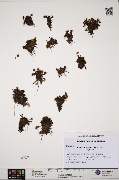 Donatia fascicularis [Espécimen: ULS:ULS:0013737]