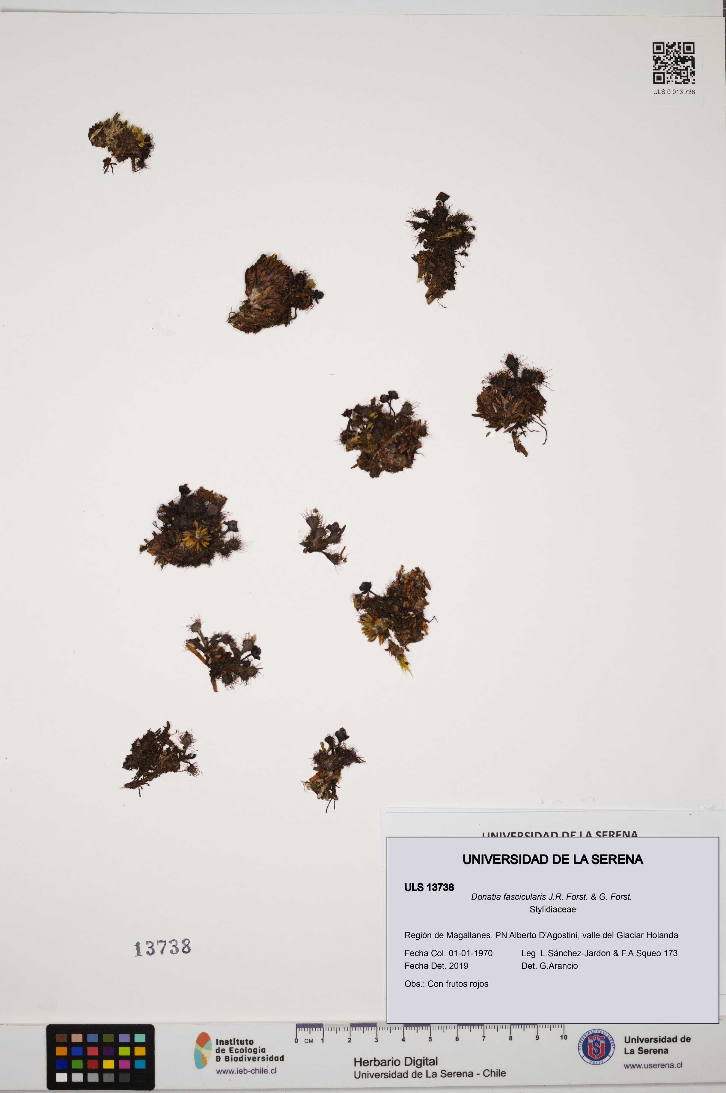 Donatia fascicularis [Espécimen: ULS:ULS:0013738]