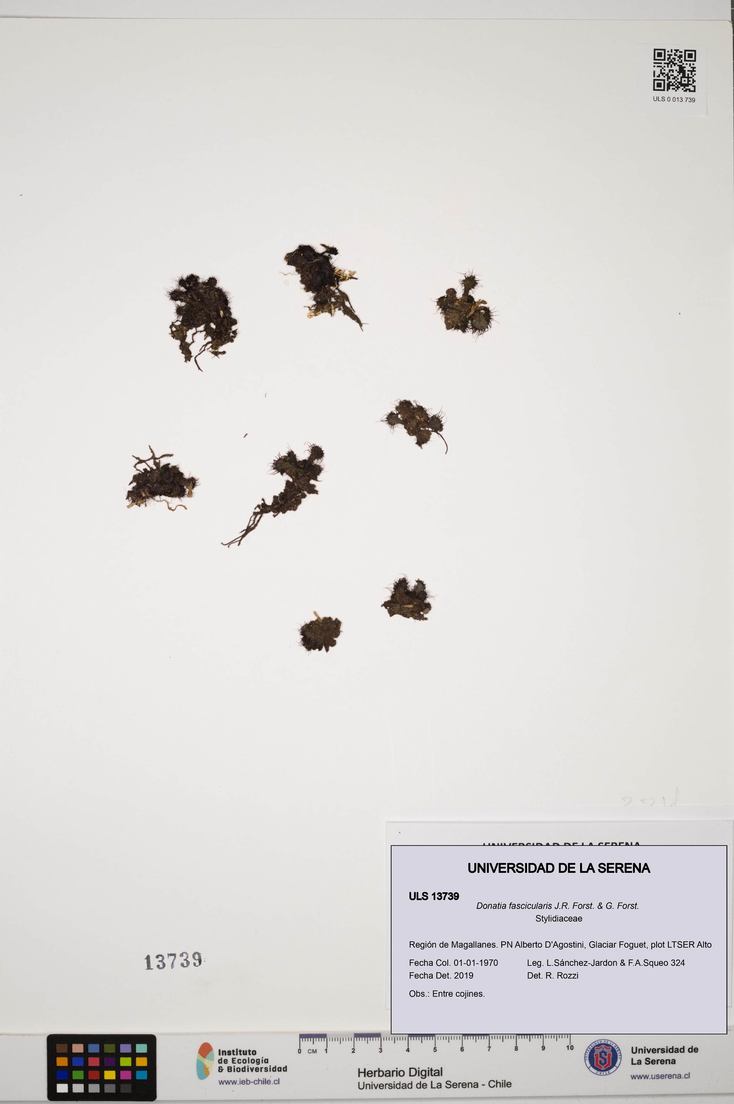 Donatia fascicularis [Espécimen: ULS:ULS:0013739]