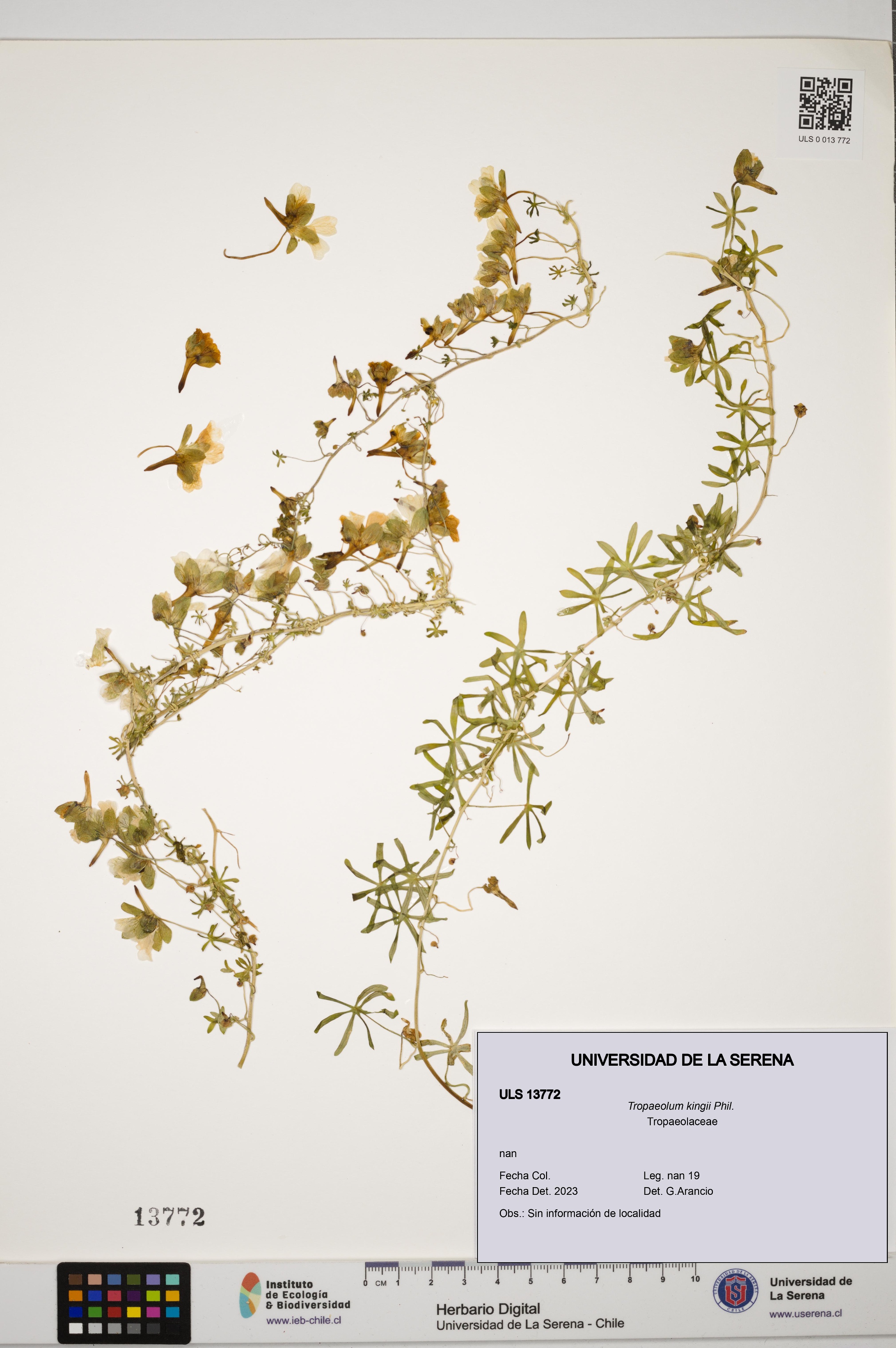 Tropaeolum kingii [Espécimen: ULS:ULS:0013772]